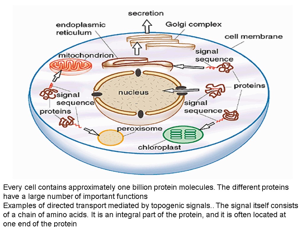 Every cell contains approximately one billion protein molecules. The different proteins have a large